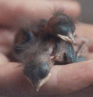 Hatchling Barn Swallows.