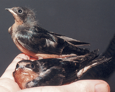 Late nestling Barn Swallows.