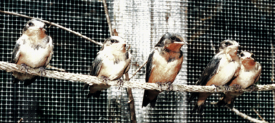 Barn Swallows, fledglings ready for release.