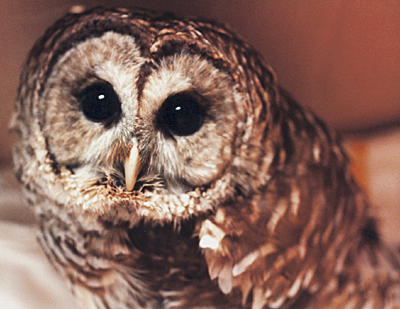 Adult Barred Owl, recovering from illness caused by improper diet.