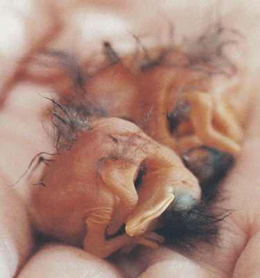 Orphaned Eastern Bluebird Hatchlings.