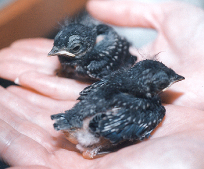 Orphaned Eastern Bluebird Nestlings.