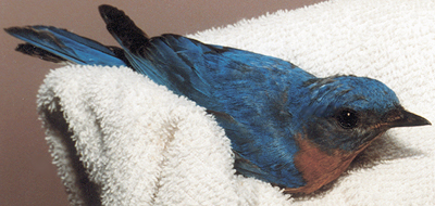Adult male Eastern Bluebird recovering from an injury.