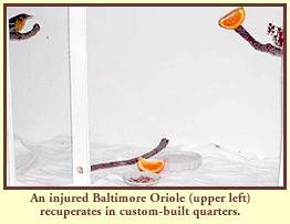 An injured Baltimore Oriole (upper left) recuperates in custom-built quarters.