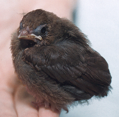 Northern Cardinal, fledgling.