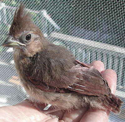 Northern Cardinal, older fledgling, recovered from a cat attack.
