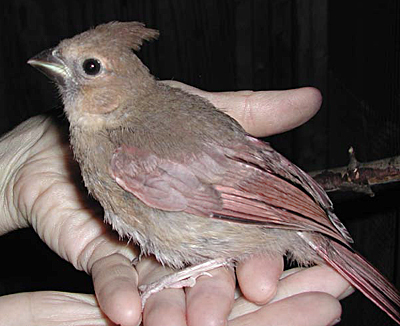 Juvenile Northern Cardinal, completely recovered from cat attack, just before release.