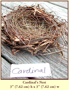 Cardinal's Nest, 3" (7.62 cm) high by 3" (7.62 cm) wide.