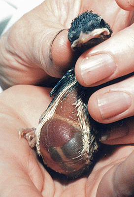 Orphaned Cedar Waxwing, very fat, mid-nestling.