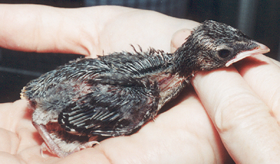 Orphaned Cedar Waxwing, mid-nestling.