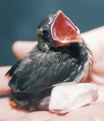 Cat-attacked Cedar Waxwing, mid-nestling, with a broken leg (an "open fracture") that has been set.