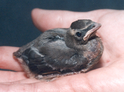 Late Nestling Cedar Waxwing.