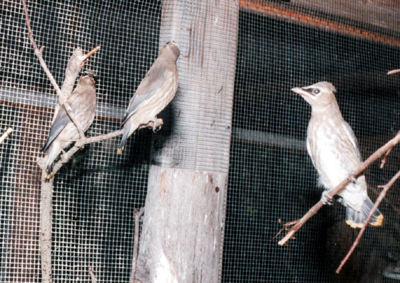 Juvenile Cedar Waxwings, ready for release.