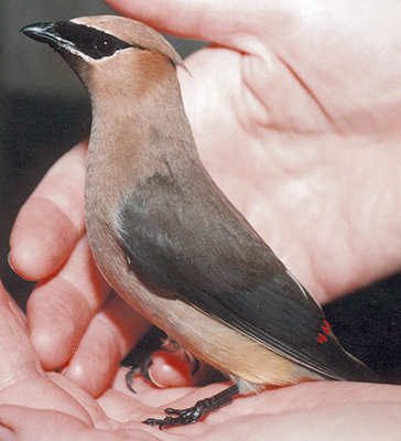 Adult male Cedar Waxwing, recovering from being hit by a car.