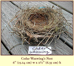 Cedar Waxwing's Nest, 6" (15.24 cm) wide by 2½" (6.35 cm) tall.