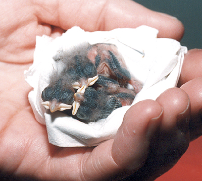 Orphaned Hatchling Black-Capped Chickadees.