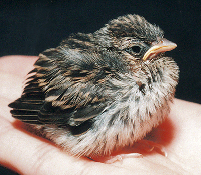Chipping Sparrow, late nestling