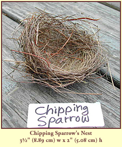 Chipping Sparrow's Nest, 3½" (8.89 cm) wide by 2" (5.08 cm) tall.