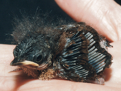 Carolina Wren, mid-nestling.