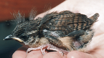 Carolina Wren, late nestling.