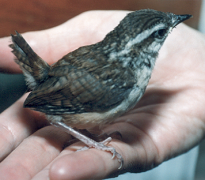 Carolina Wren, fledgling.