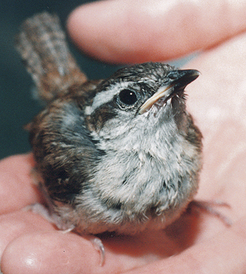 Carolina Wren, fledgling (front view).