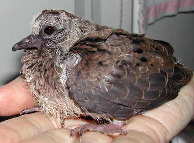 Late nestling Mourning Dove.