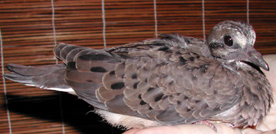 Fledgling Mourning Dove.