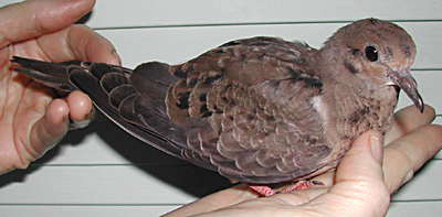 Juvenile Mourning Dove.