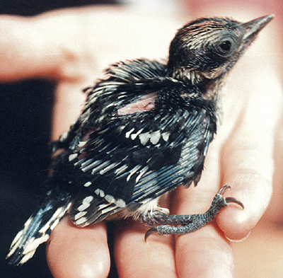 Downy Woodpecker, mid-nestling