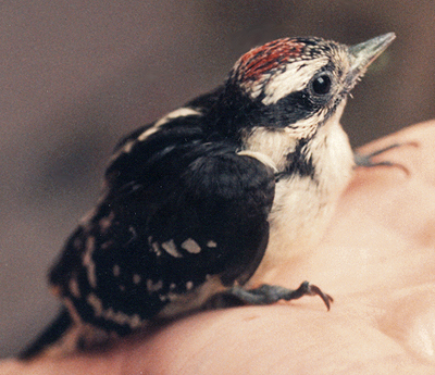 Downy Woodpecker, fledgling.