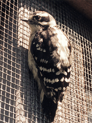 Downy Woodpecker, just before release.