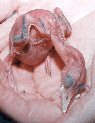 Hatchling Yellow-Shafted Flicker.