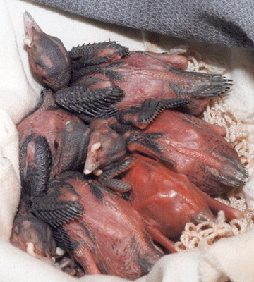 Yellow-Shafted Flickers, early nestlings.