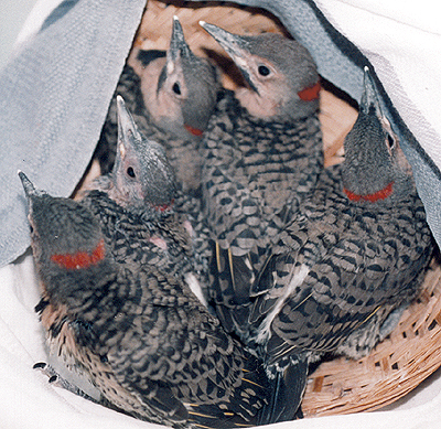 Yellow-Shafted Flickers, basket of late nestlings.