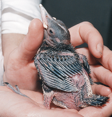 Mid-Nestling Flicker.