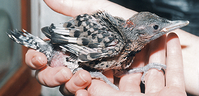 Late Nestling Flicker.