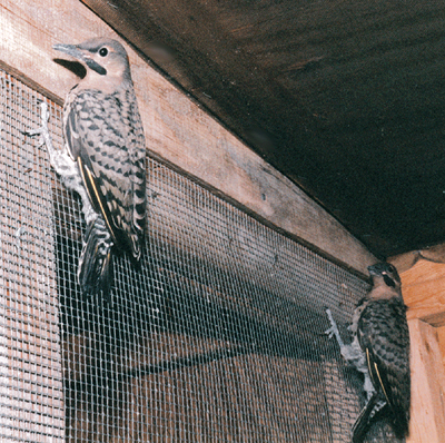 Fledgling Flickers in the aviary before release.