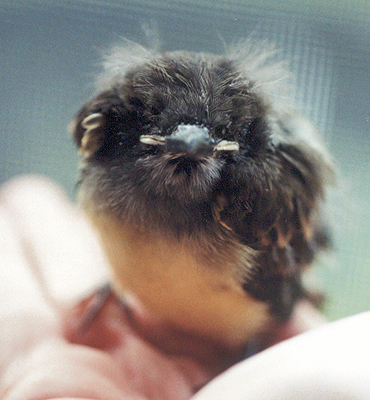 Injured nestling Great Crested Flycatcher.