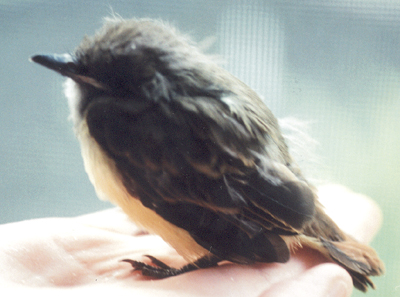 Side view, Great Crested Flycatcher (injured late nestling).