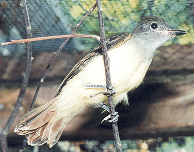 Recovered Great Crested Flycatcher, ready for release.