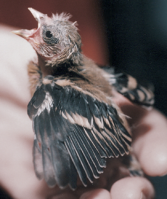 American Goldfinch, late nestling, begging for food.