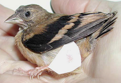 American Goldfinch, early fledgling with a broken leg that has been set.