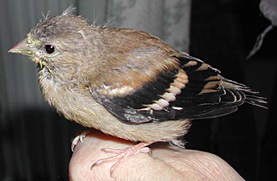 American Goldfinch, fledgling.