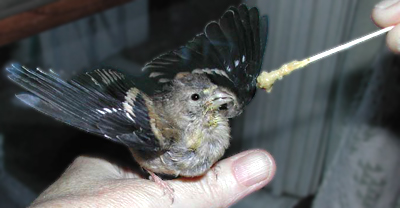 American Goldfinch, fledgling, food begging (and food getting!).