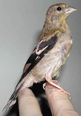 Juvenile American Goldfinch, ready for the outside aviary.