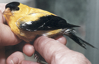 Adult male American Goldfinch, recovered from hitting a window.