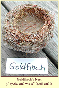 Goldfinch's Nest, 3" (7.62 cm) wide by 2" (5.08 cm) tall.