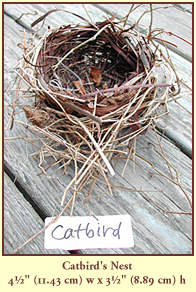 Catbird's Nest, 4½" (11.43 cm) wide by 3½" (8.89 cm) high.