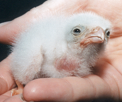 American Kestrel, hatchling.